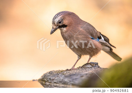 Curious Eurasian Jay on bright background 90492681