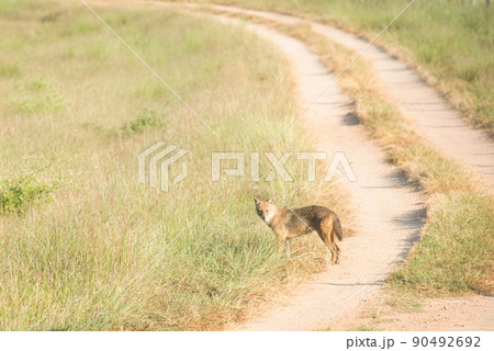 Golden Jackal in a national park in India 90492692