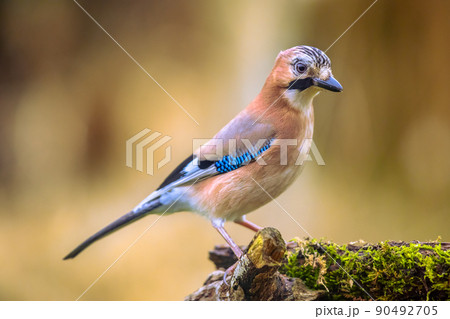 Curious Eurasian Jay on bright background Curious Eurasian Jay on bright background 90492705