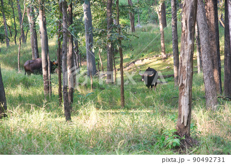 A Gaur standing in a forest in a national park in India A Gaur standing in a forest in a national park in India 90492731