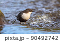 White throated dipper foraging in streaming water 90492742