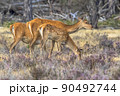 Red deer rutting season Veluwe 90492744