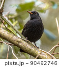 Common blackbird perched on branch with blurred background 90492746