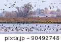 Flock of migrating Eurasian teal 90492748