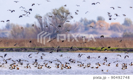 Flock of migrating Eurasian teal 90492748