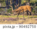 Red deer rutting season Veluwe 90492750