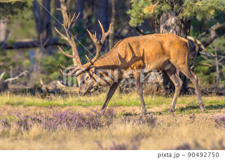 Red deer rutting season Veluwe 90492750