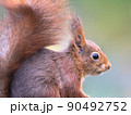 Red squirrel portrait 90492752