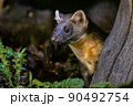 Portrait of Pine marten in forest at night 90492754
