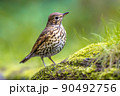 Song thrush on ground with blurred garden background 90492756