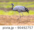 Common crane walking in agricultural field 90492757