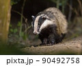 European badger foraging at night 90492758