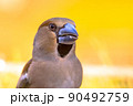 Hawfinch male bird portrait on blurred background 90492759