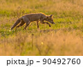 Red Fox juvenile hunting for mice 90492760