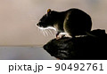 Brown rat in darkness on river bank. 90492761