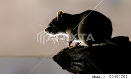 Brown rat in darkness on river bank. 90492761