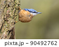 Nuthatch perched on tree trunk in forest 90492762