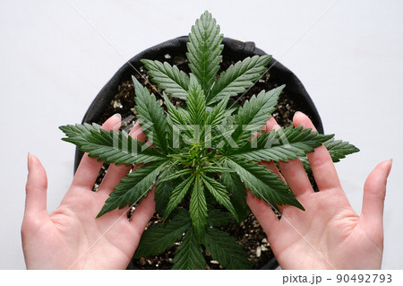 The girl is holding leaves of medical marijuana plant. Cannabis growing indoor 90492793