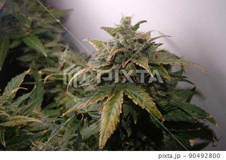 Hemp cones with deep green leaves, orange stigmas and white trichomes, macro view. Ripe marijuana plant Hemp cones with deep green leaves, orange stigmas and white trichomes, macro view. Ripe marijuana plant 90492800