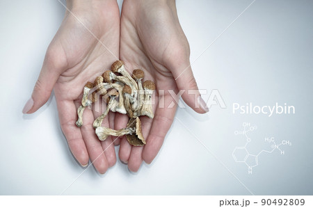 Psilocybin mushrooms in hands on white background with formula. Isolated layout. Psychotropic therapy. 90492809