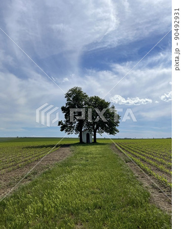 nice double tree in the meadow in czech republic  90492931