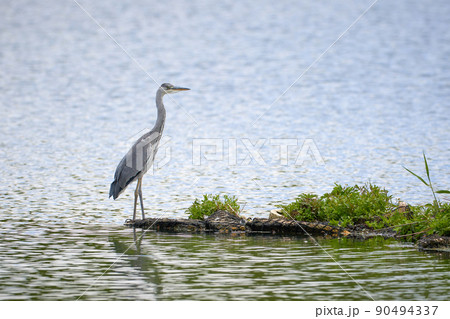アオサギの幼鳥 アオサギの幼鳥 90494337