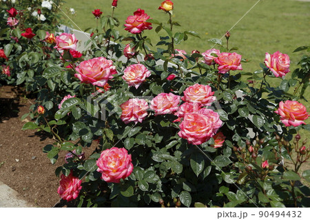 荒尾市 おもやい市民花壇 バラの花、 荒尾市 おもやい市民花壇 バラの花、 90494432