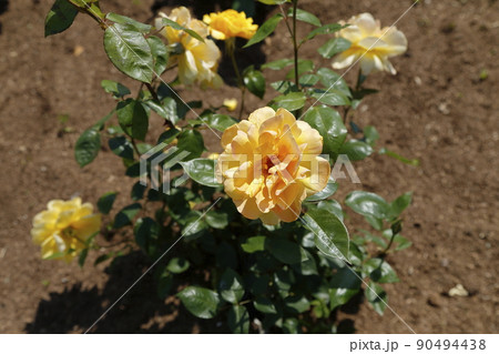 荒尾市　おもやい市民花壇　バラの花、 90494438