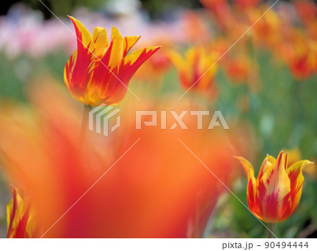 4月に咲いたチューリップの花 4月に咲いたチューリップの花 90494444