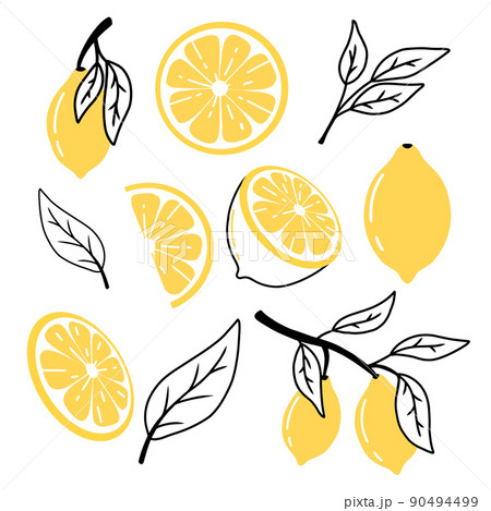 Set of lemons in doodle style. Collection of lemons on a branch, a slice of a lemon, half a lemon. Set of lemons in doodle style. Collection of lemons on a branch, a slice of a lemon, half a lemon. 90494499