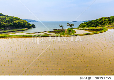 土谷棚田の水張風景　【長崎県松浦市】 90494759