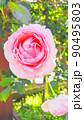 晴れた日のバラ園に咲く薔薇　桃色　ピンク　ホワイト　華やか　気品 90495803