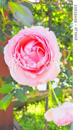 晴れた日のバラ園に咲く薔薇 桃色 ピンク ホワイト 華やか 気品 晴れた日のバラ園に咲く薔薇 桃色 ピンク ホワイト 華やか 気品 90495803