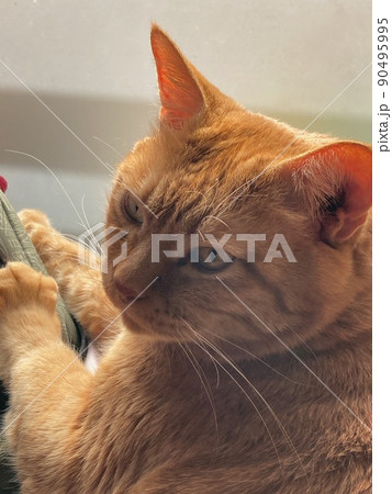 真剣な眼差しの猫 真剣な眼差しの猫 90495995