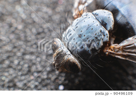 Flying dead fly. Kill the fly. Destruction of flies as carriers of bacterial infection, observance of hygiene rules. Extreme macro close-up in soft focus Flying dead fly. Kill the fly. Destruction of flies as carriers of bacterial infection, observance of hygiene rules. Extreme macro close-up in soft focus 90496109