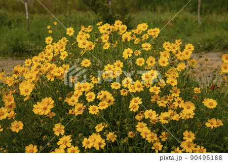 花 植物 風景 90496188