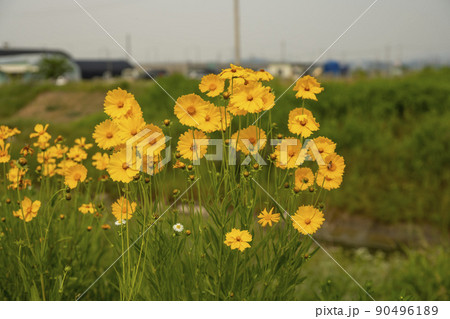 麻浦区 マポグ 夏 90496189