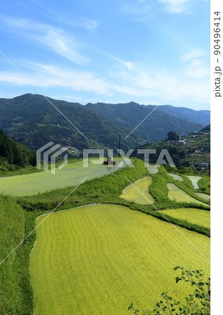 八畝の棚田 緑色に染まる水田 (高知県 大豊町) 八畝の棚田 緑色に染まる水田 (高知県 大豊町) 90496414