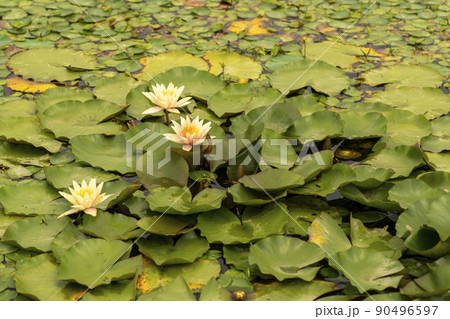 池 植物 花 90496597