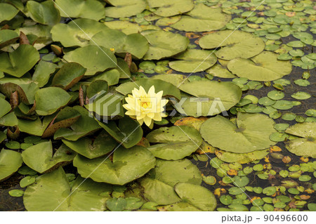 池 植物 花 90496600