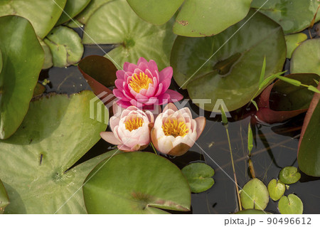 植物 花 自然 90496612