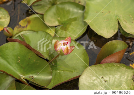 蓮の葉 植物 花 90496626