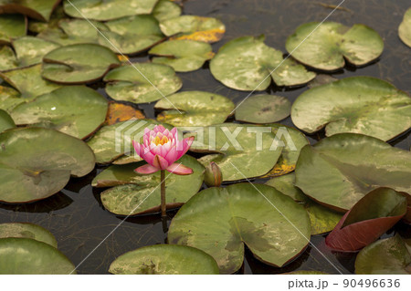 池 植物 花 90496636