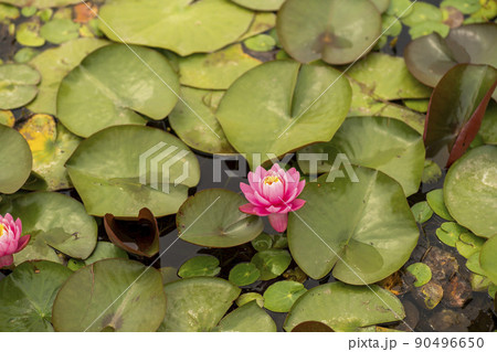 植物 花 葉 90496650