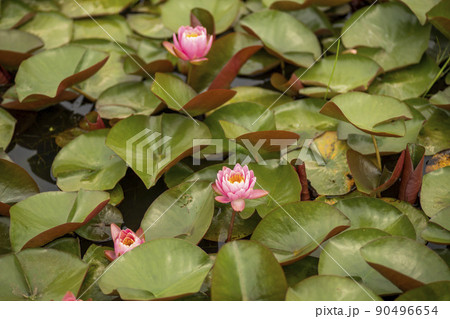 植物 花 葉 90496654