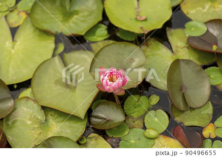 蓮の葉 池 植物 90496655