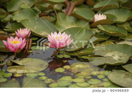 植物 花 自然 90496689