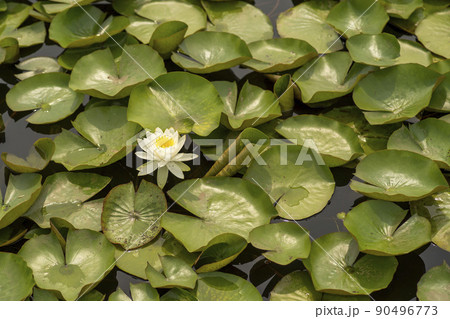 池 植物 花 90496773