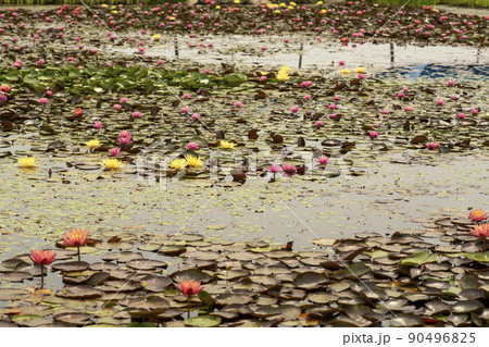 蓮の葉 池 植物 90496825