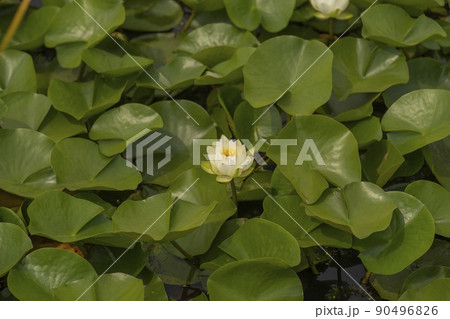植物 花 自然 90496826